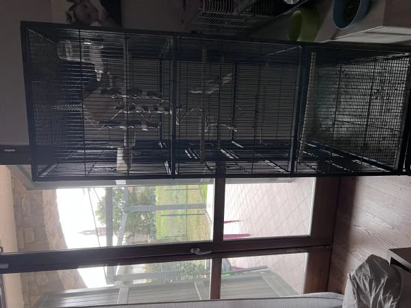 Calopsite allevate a mano  | Foto 0