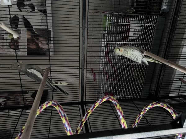 Calopsite allevate a mano 