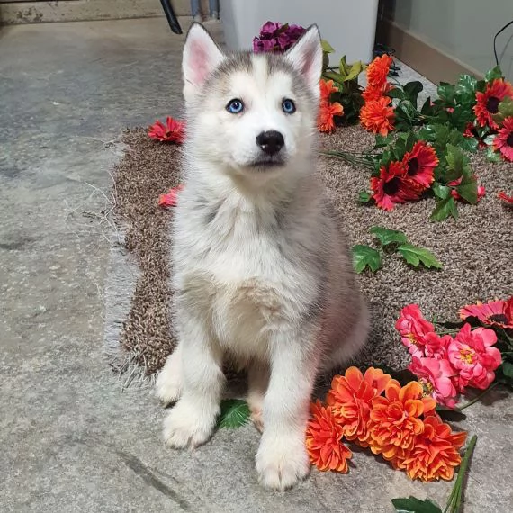 Regalo cuccioli Siberian Husky Maschio e Femmina Abbiamo disponibili cuccioli di Siberian Husky Masc