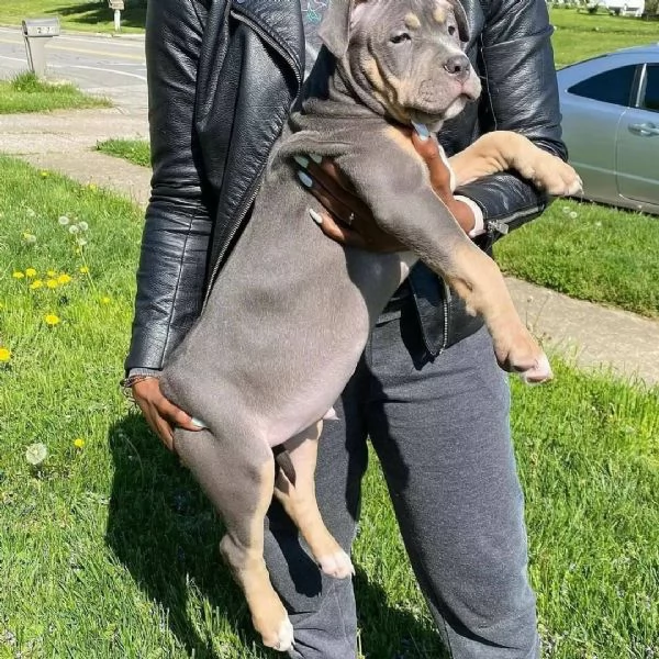 cuccioli di pitbull | Foto 0