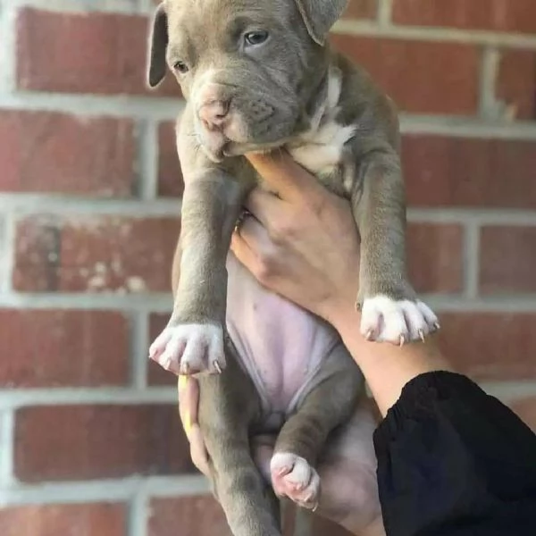 cuccioli di pitbull