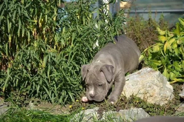  cuccioli di pitbull dal naso blu | Foto 1