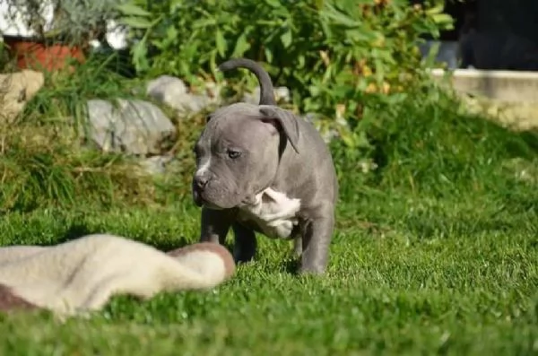  cuccioli di pitbull dal naso blu | Foto 0