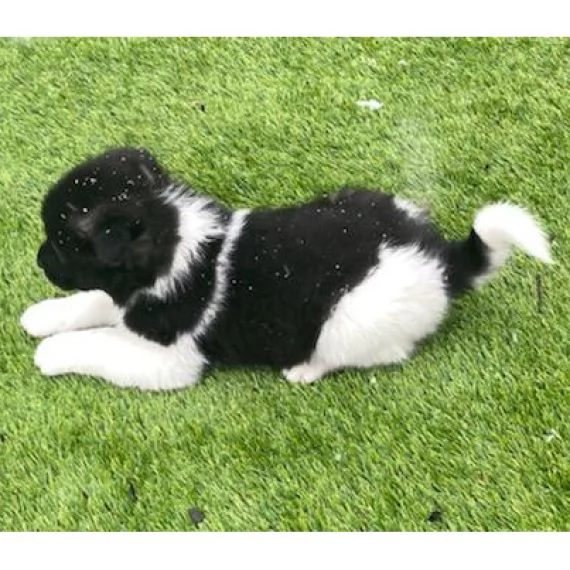 Regalo akita inu Disponibili bellissimi cuccioli già vaccinati sverminati e iscritti in anagrafe can