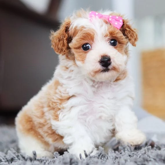  Regalo abbiamo cuccioli di barboncino sono barboncino di dimensioni standard . sono registrati AKC.
