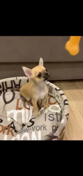 Regalo cuccioli di chihuahua whAtsapp ([hidden]55 )