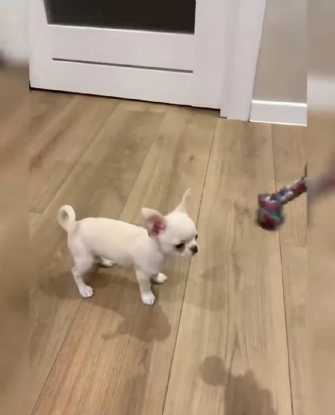 Regalo cuccioli di chihuahua whAtsapp ([hidden]55 ) | Foto 0