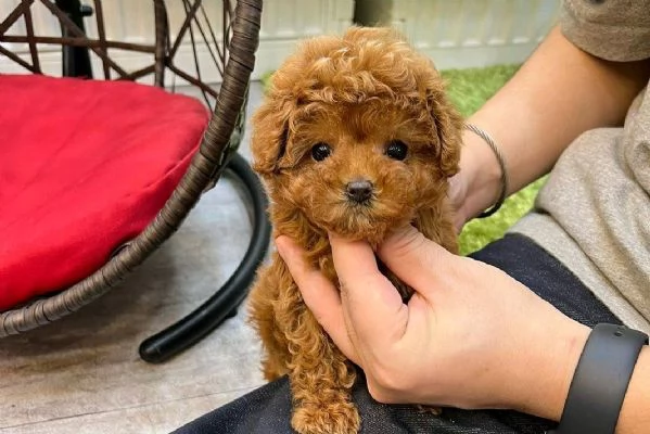Cucciolate di barboncino toy