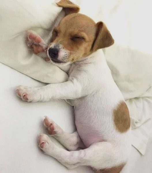 Regalo CUCCIOLI DI RAZZA PURA JACK RUSSEL Tutti i documenti sono disponibili, di contattarci per ult