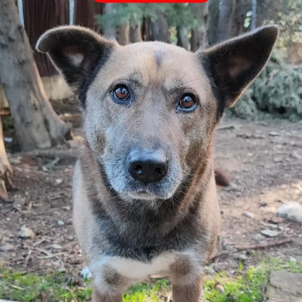 tessa  femminuccia di taglia media in adozione  | Foto 1