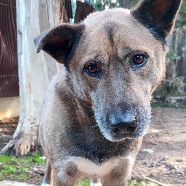 tessa  femminuccia di taglia media in adozione 