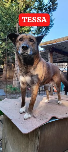 tessa  femminuccia di taglia media in adozione  | Foto 0