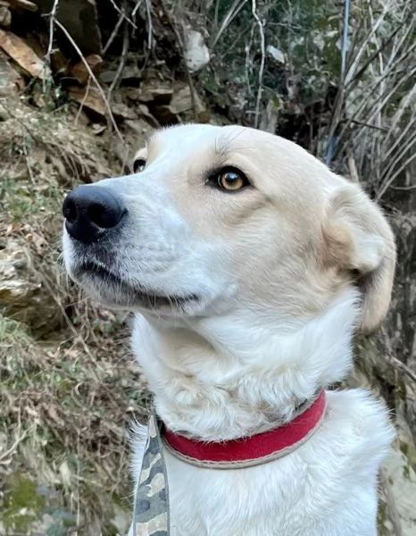 Bob nato nel 2019 ,cerca casa  | Foto 2