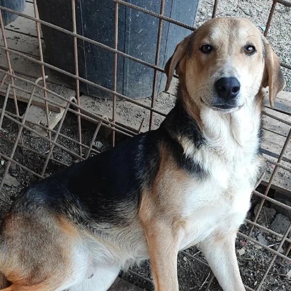 Athos cucciolone di un anno e mezzo  | Foto 3