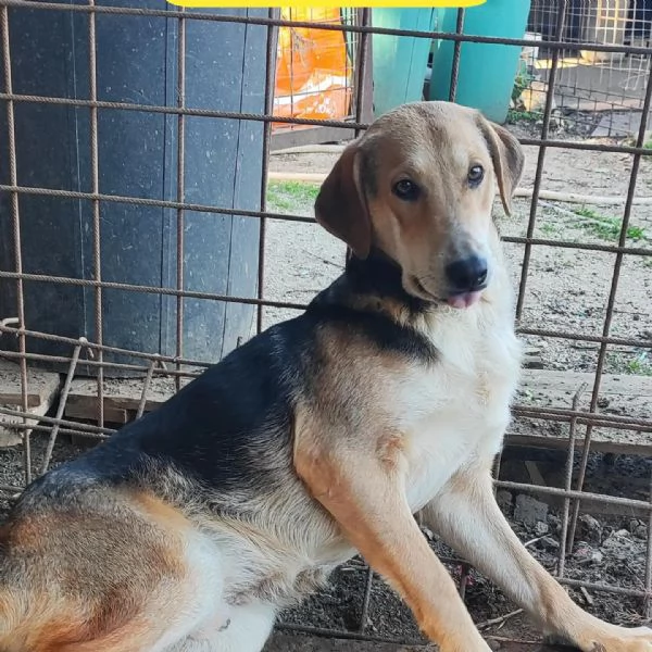 Athos cucciolone di un anno e mezzo  | Foto 0