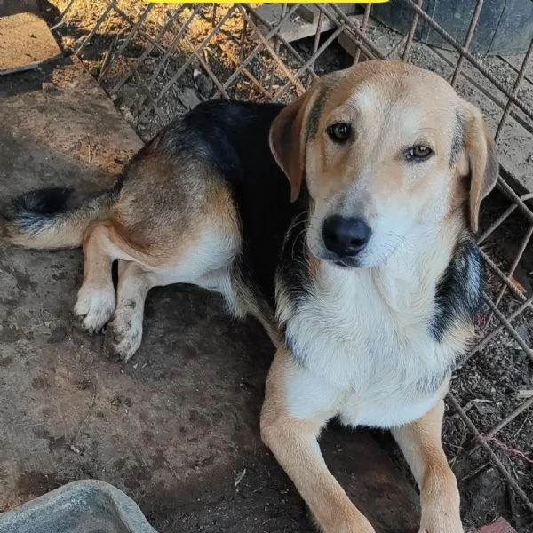 Athos cucciolone di un anno e mezzo 