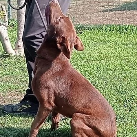 Aron cane maschio adulto  | Foto 3