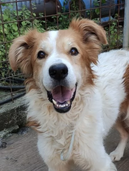 Leo un cane simpaticissimo in cerca di casa  | Foto 5