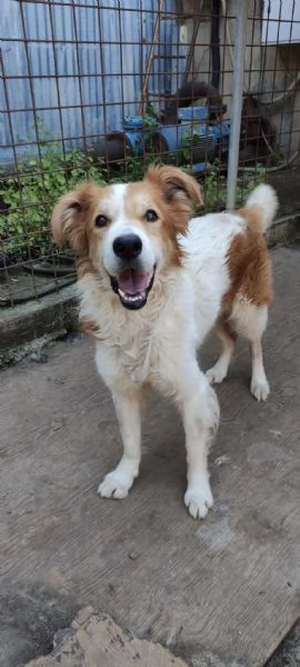 Leo un cane simpaticissimo in cerca di casa  | Foto 4