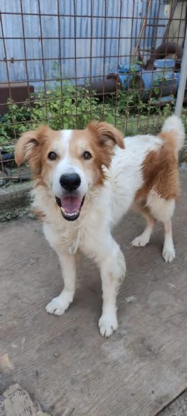 Leo un cane simpaticissimo in cerca di casa  | Foto 1