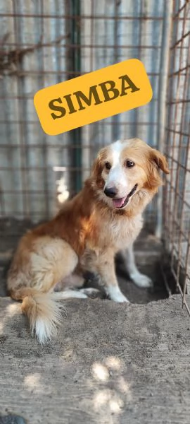 Simba cerca casa  | Foto 5