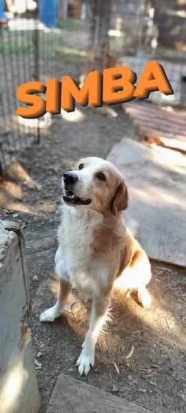 Simba cerca casa  | Foto 4