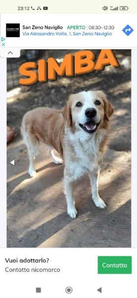 Simba cerca casa  | Foto 3