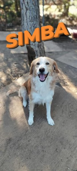 Simba cerca casa 