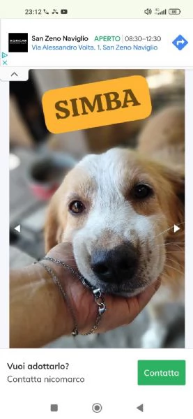 Simba cerca casa  | Foto 2