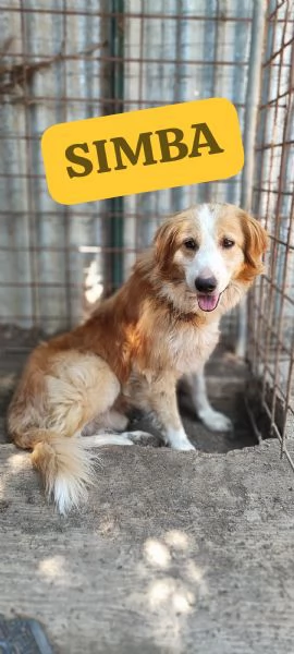 Simba cerca casa  | Foto 1