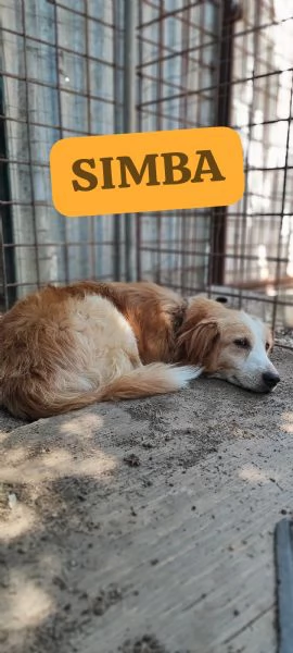 Simba cerca casa  | Foto 0