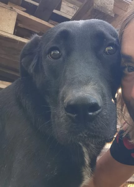 Lukas labrador di due anni in adozione  | Foto 4