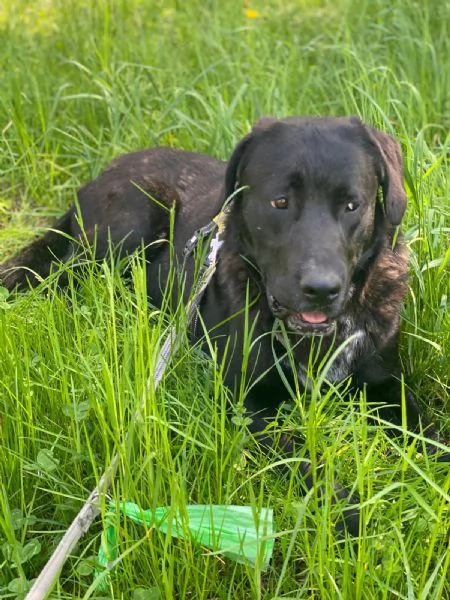 Lukas labrador di due anni in adozione  | Foto 3