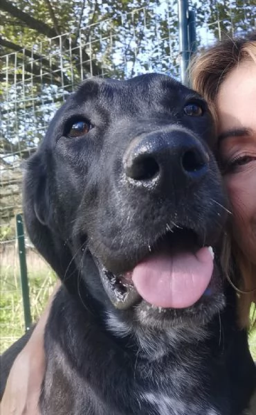 Lukas labrador di due anni in adozione 