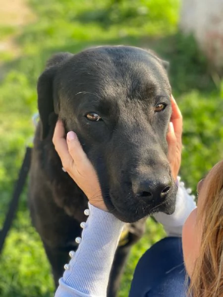 Lukas labrador di due anni in adozione  | Foto 2
