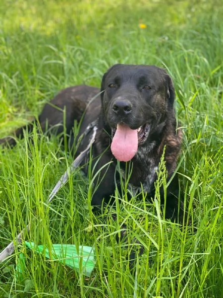 Lukas labrador di due anni in adozione  | Foto 1