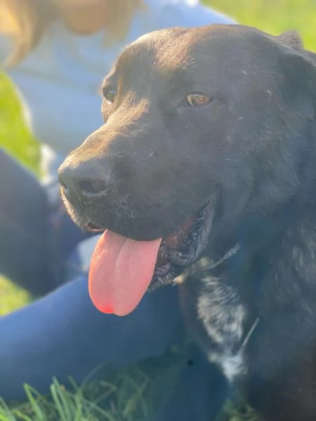 Lukas labrador di due anni in adozione  | Foto 0