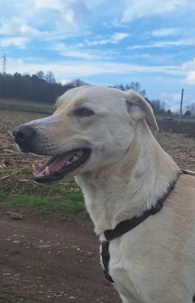 Diana labrador di 3 anni e mezzo  | Foto 6