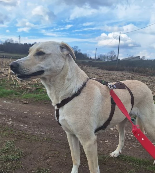 Diana labrador di 3 anni e mezzo  | Foto 4