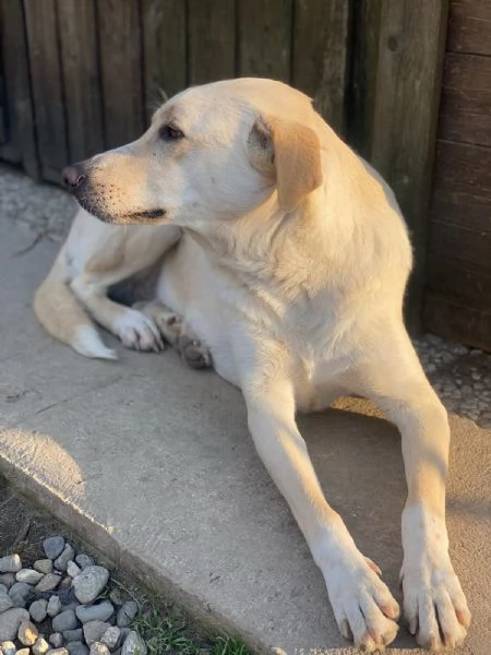 Diana labrador di 3 anni e mezzo 