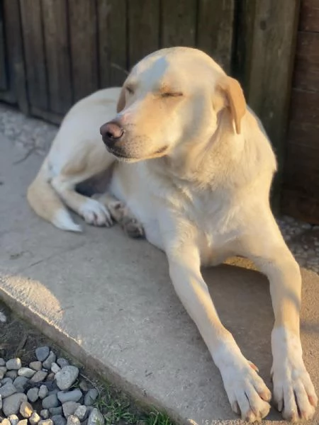 Diana labrador di 3 anni e mezzo  | Foto 3
