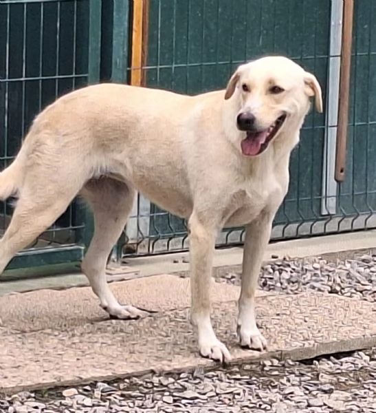 Diana labrador di 3 anni e mezzo  | Foto 1