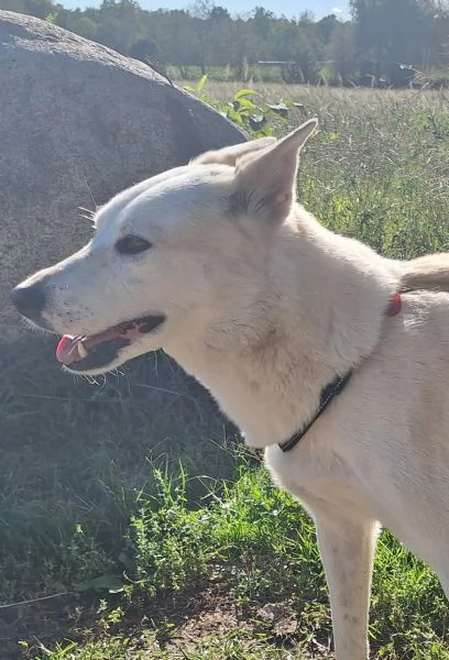 Camille vi aspetta in provincia di Como  | Foto 6