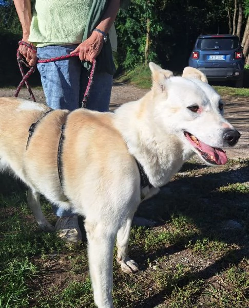 Camille vi aspetta in provincia di Como  | Foto 4