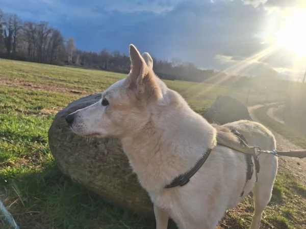 Camille vi aspetta in provincia di Como  | Foto 2