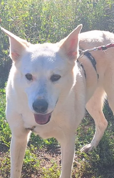 Camille vi aspetta in provincia di Como  | Foto 1