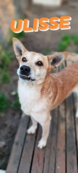 Ulisse un cagnetto allegro in cerca di casa  | Foto 5