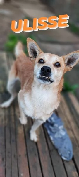Ulisse un cagnetto allegro in cerca di casa  | Foto 4