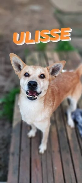 Ulisse un cagnetto allegro in cerca di casa  | Foto 3