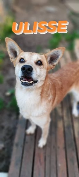 Ulisse un cagnetto allegro in cerca di casa  | Foto 1